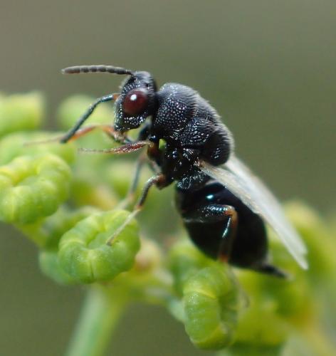 Réf. 193 431 : Eurytominae inconnu